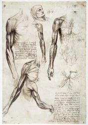 Anatomiestudien